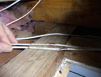 Rodent Damage